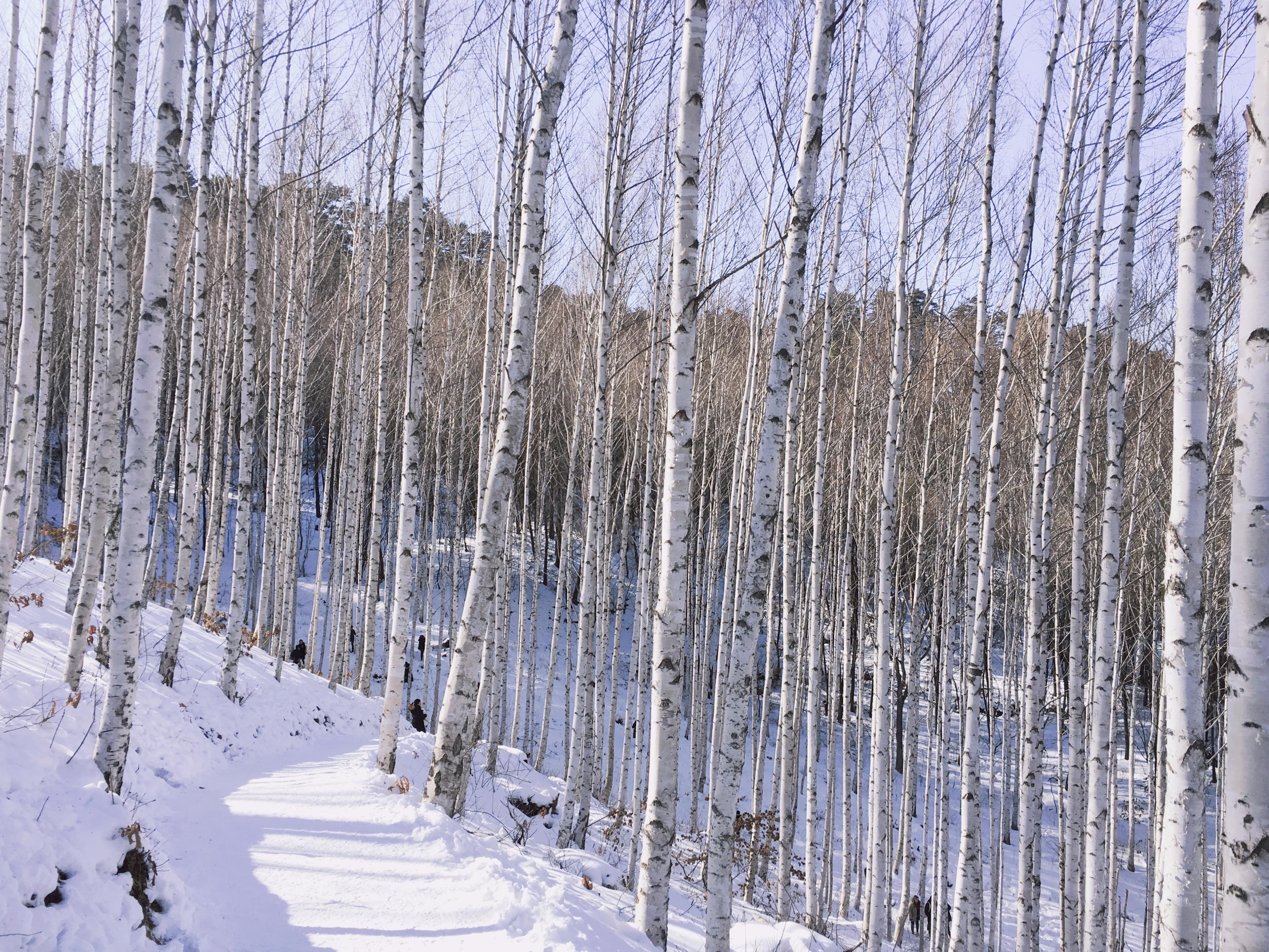 ป่าต้นเบิรช์ วอนแดรี